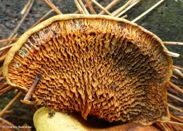 Attēlu rezultāti vaicājumam “Boletales”