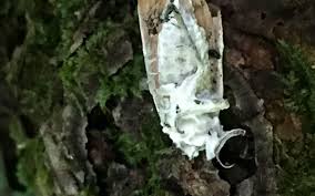 Attēlu rezultāti vaicājumam “Akanthomyces aculeatus”