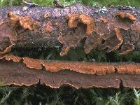 Attēlu rezultāti vaicājumam “Steccherinum ochraceum”