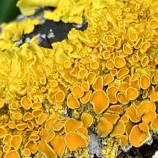 Attēlu rezultāti vaicājumam “Xanthoria parietina”