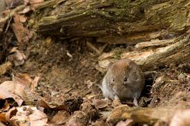 Attēlu rezultāti vaicājumam “Myodes glareolus”