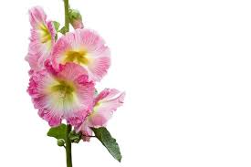 Image result for Stockrose