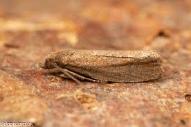 Attēlu rezultāti vaicājumam “Epinotia sordidana”