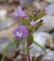 Attēlu rezultāti vaicājumam “Acinos arvensis flower”