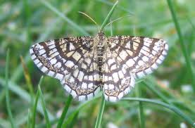 Attēlu rezultāti vaicājumam “Chiasmia clathrata”