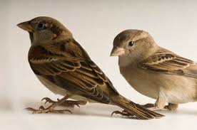 Attēlu rezultāti vaicājumam “Passer domesticus”