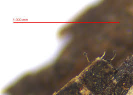 Attēlu rezultāti vaicājumam “Lamproderma pseudomaculatum stalked”