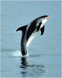 Image result for Leucopleurus acutus