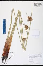 Attēlu rezultāti vaicājumam “Juncus effusus”