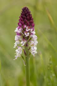 Attēlu rezultāti vaicājumam “Orchis ustulata flower”