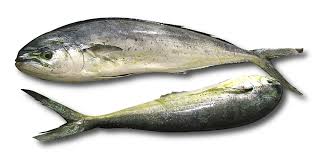 Image result for Coryphaena hippurus