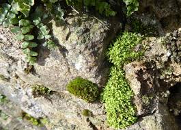 Attēlu rezultāti vaicājumam “Encalypta streptocarpa”