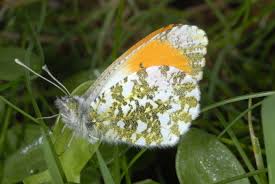 Attēlu rezultāti vaicājumam “Anthocharis cardamines”