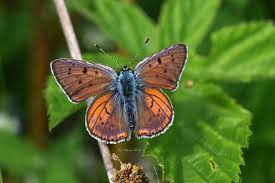 Attēlu rezultāti vaicājumam “Lycaena alciphron male”
