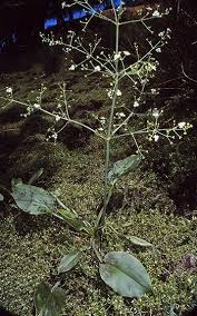 Attēlu rezultāti vaicājumam “Alisma plantago-aquatica flower”