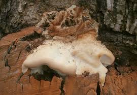 Attēlu rezultāti vaicājumam “Aurantiporus fissilis”