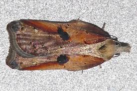 Attēlu rezultāti vaicājumam “Acleris cristana”