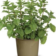 Attēlu rezultāti vaicājumam “Mentha spicata”