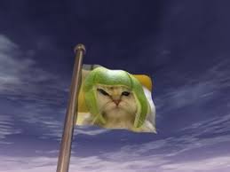 Image result for limecat