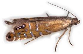 Attēlu rezultāti vaicājumam “Glyphipterigidae”