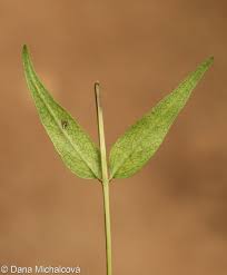 Attēlu rezultāti vaicājumam “Melampyrum pratense bud”