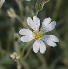 Attēlu rezultāti vaicājumam “Cerastium tomentosum flower”