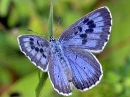 Attēlu rezultāti vaicājumam “Phengaris arion”