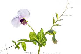 Attēlu rezultāti vaicājumam “Pisum sativum flower”