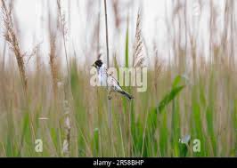 Attēlu rezultāti vaicājumam “Emberiza schoeniclus eggs”