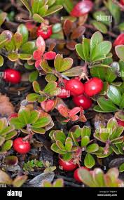 Attēlu rezultāti vaicājumam “Arctostaphylos uva-ursi fruit”