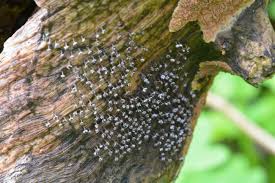 Attēlu rezultāti vaicājumam “Physarum sulphureum macro”