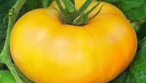 Afbeeldingsresultaat voor stump of the world tomato