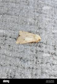 Attēlu rezultāti vaicājumam “Enargia paleacea”