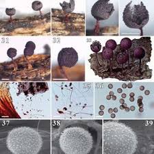 Attēlu rezultāti vaicājumam “Physarum penetrale stalked”