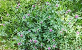 Attēlu rezultāti vaicājumam “Trifolium hybridum flower”