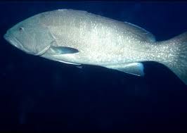 Image result for Mycteroperca olfax