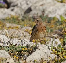 Image result for Anthus cervinus