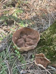 Attēlu rezultāti vaicājumam “Disciotis venosa”