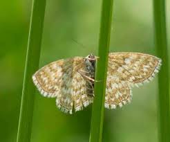 Attēlu rezultāti vaicājumam “Scopula immorata”