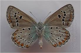 Attēlu rezultāti vaicājumam “Eumedonia eumedon male”