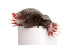 Attēlu rezultāti vaicājumam “Talpa europaea”