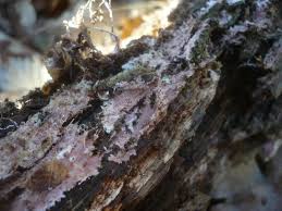 Attēlu rezultāti vaicājumam “Steccherinum fimbriatum”