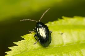 Attēlu rezultāti vaicājumam “Altica sp.”