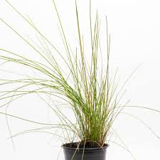 Attēlu rezultāti vaicājumam “Carex acuta leaf”