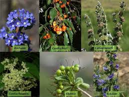 Attēlu rezultāti vaicājumam “Boraginaceae”