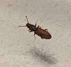 Attēlu rezultāti vaicājumam “Silvanidae”