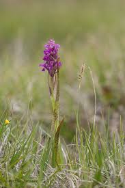 Attēlu rezultāti vaicājumam “Dactylorhiza cruenta”