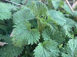 Attēlu rezultāti vaicājumam “Urtica dioica fruit”