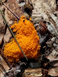 Attēlu rezultāti vaicājumam “Byssonectria fusispora”