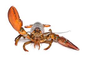 Image result for Homarus americanus